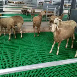 کاربرد پالت های پلاستیکی در دامداری